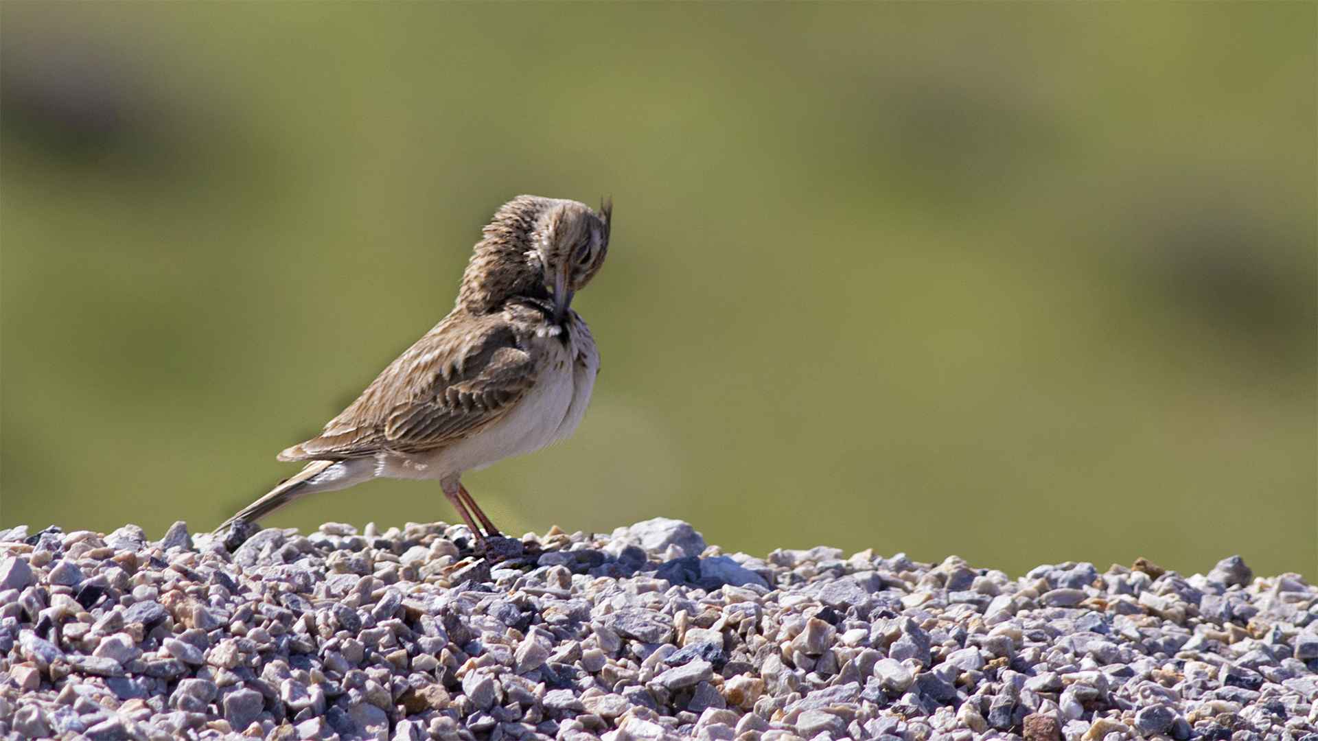 Eurasian Skylark